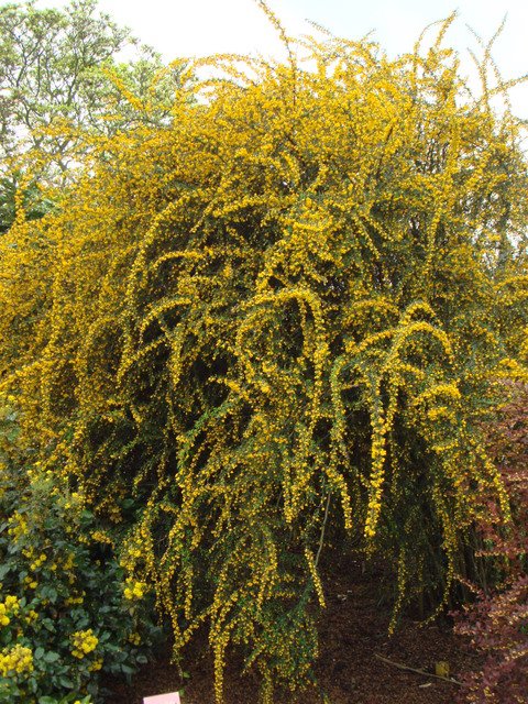 Berberis x stenophylla P9 P30 (3)